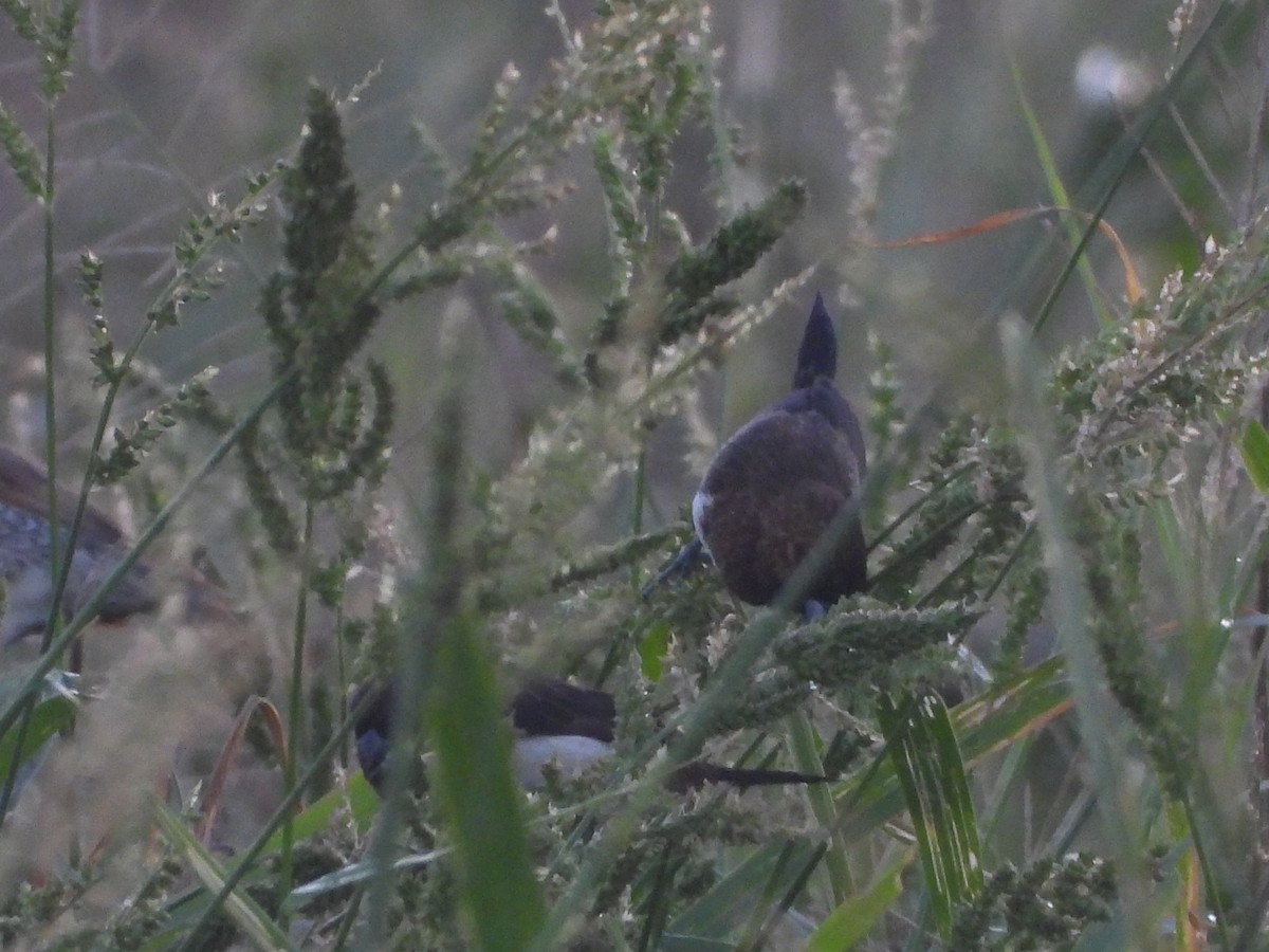 Мунія гострохвоста - ML646964635