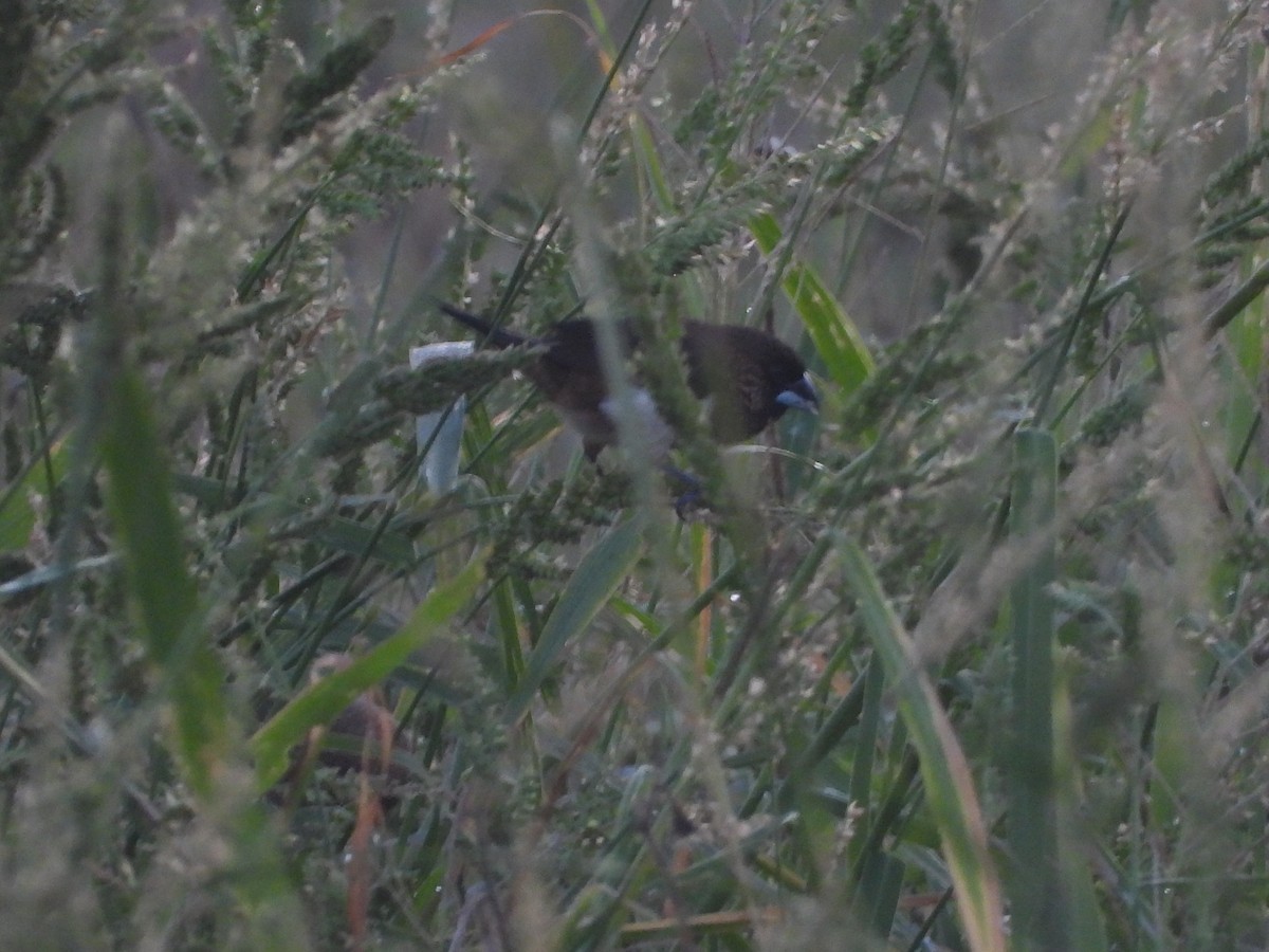 Мунія гострохвоста - ML646964636