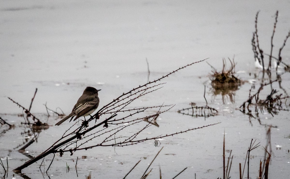 Black Phoebe - ML646964637