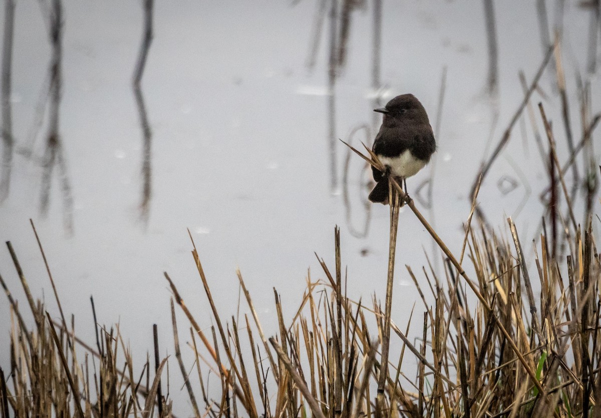 Black Phoebe - ML646964638