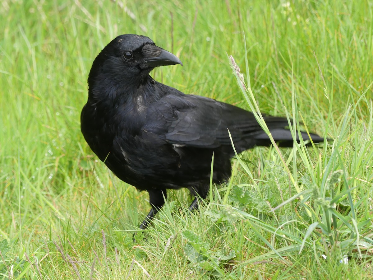 Хар хэрээ - ML646964639