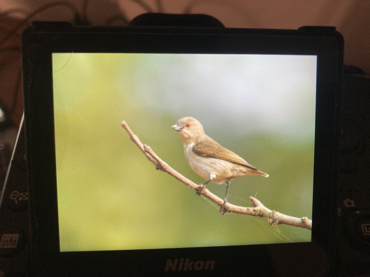 Thick-billed Flowerpecker - ML646964641
