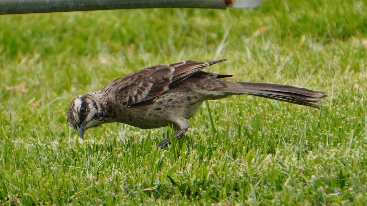 Long-tailed Mockingbird - ML646964643