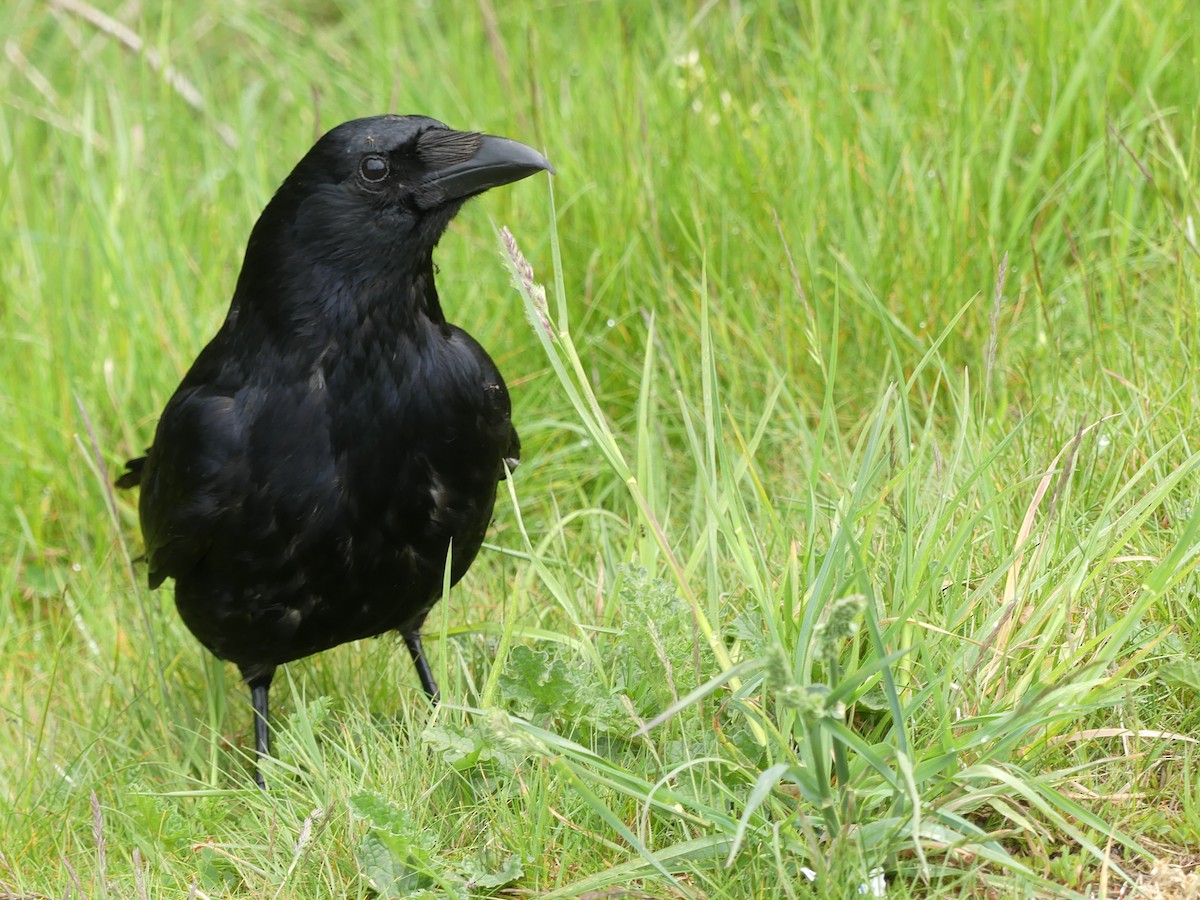 Carrion Crow - ML646964644