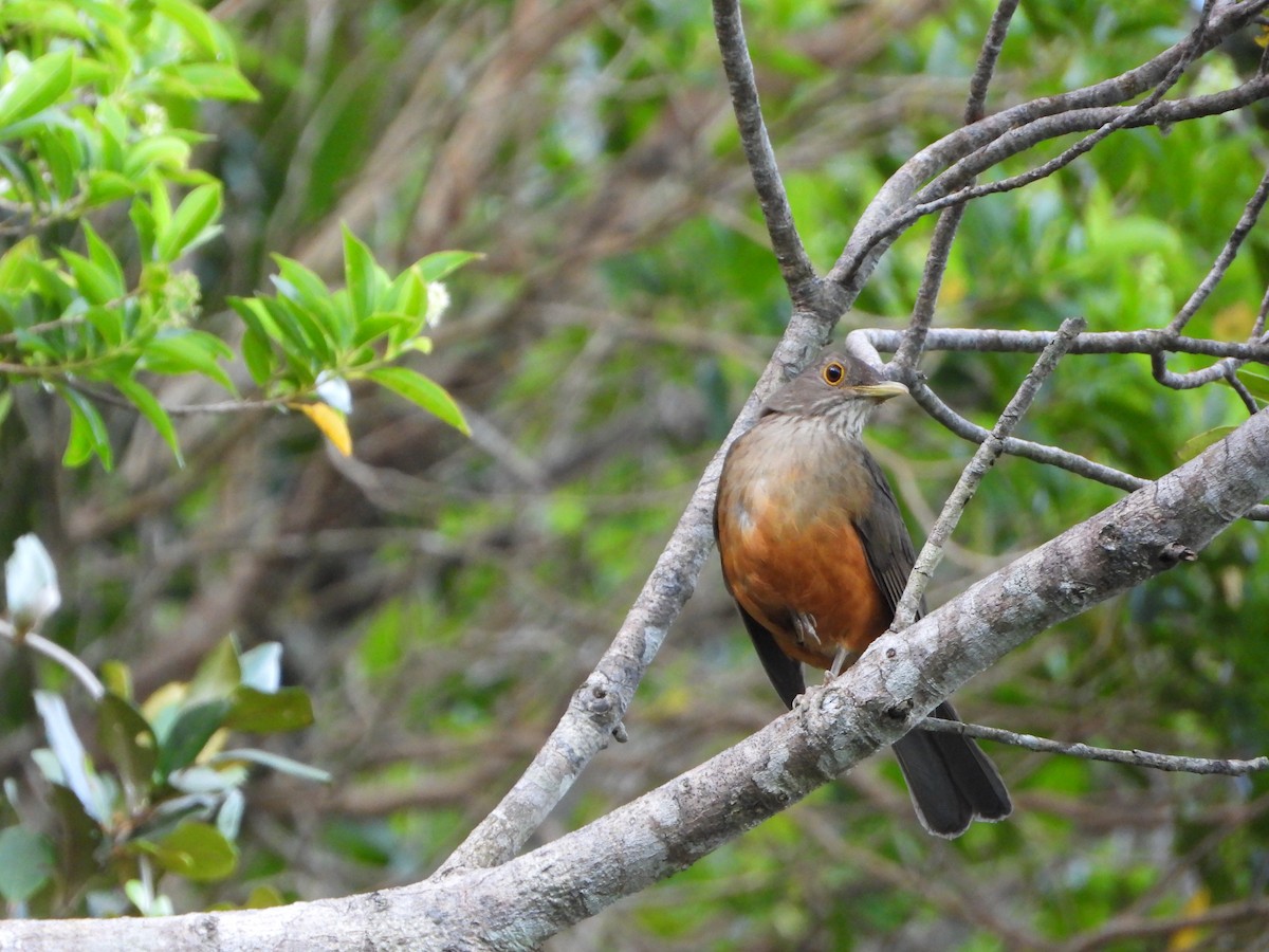 Rufous-bellied Thrush - ML646964645