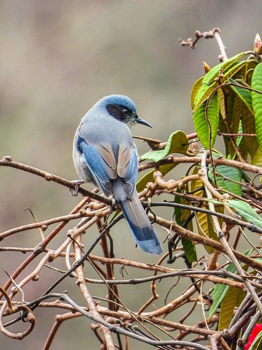 fagersibia - ML646964646