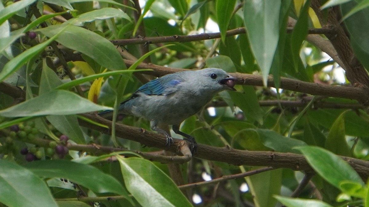 Blue-gray Tanager - ML646964647