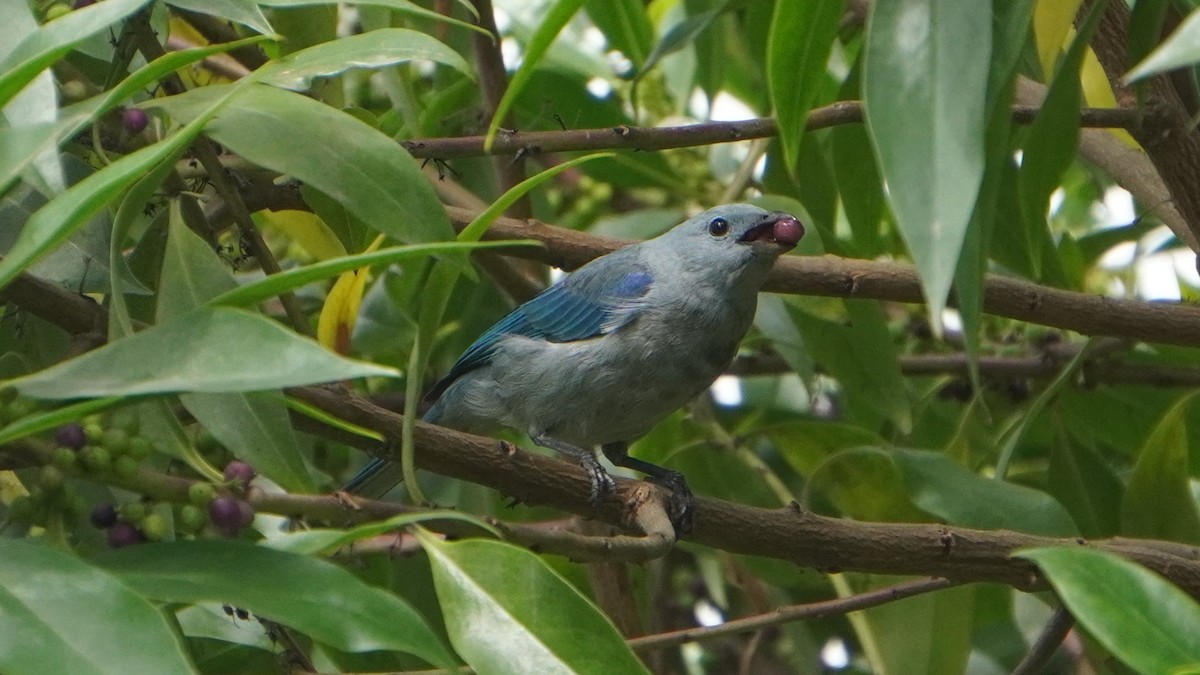 Blue-gray Tanager - ML646964648
