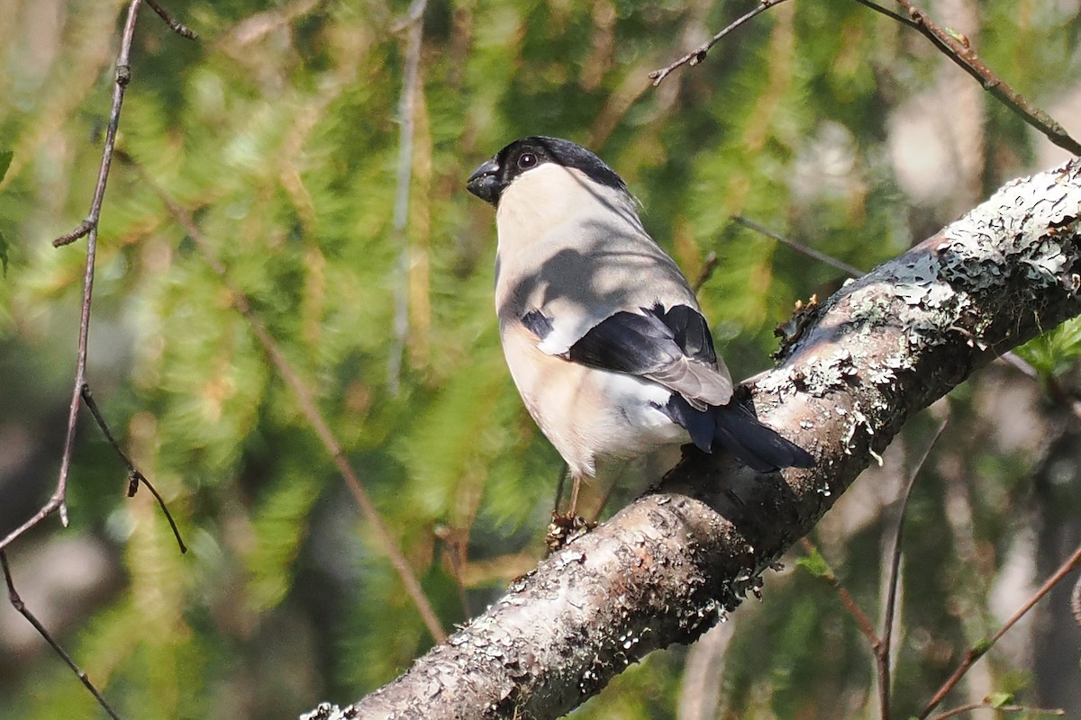 Eurasian Bullfinch - ML646964649