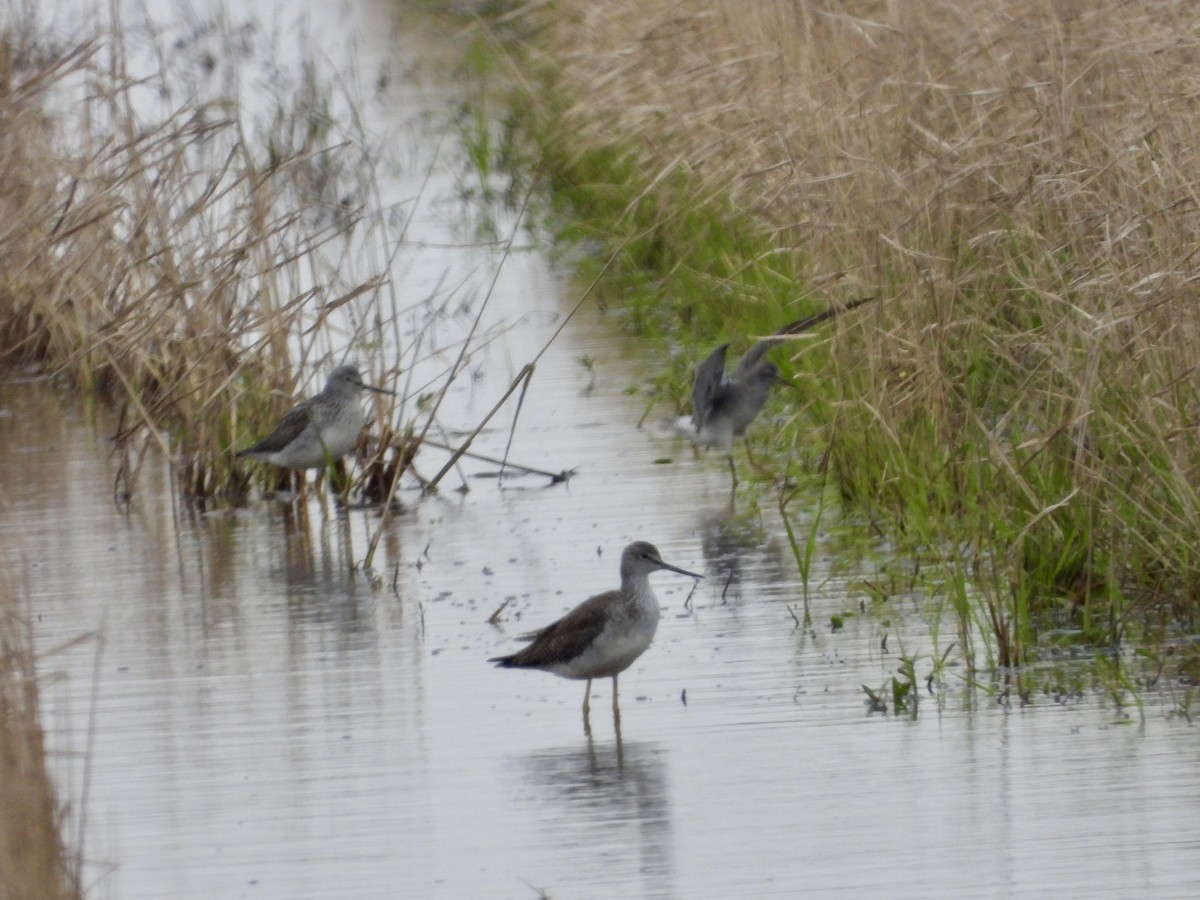 Greater Yellowlegs - ML646964650