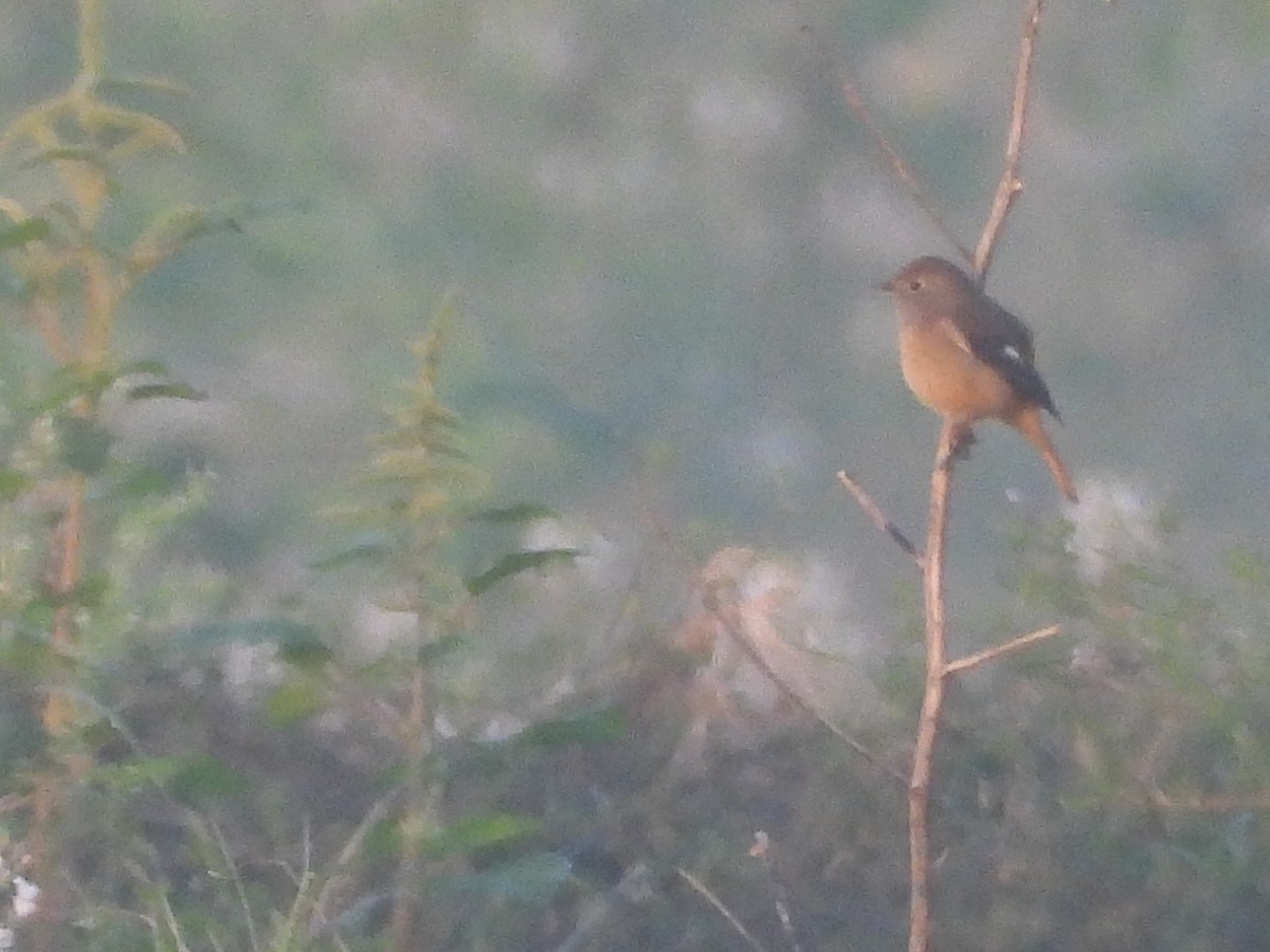 ジョウビタキ - ML646964652