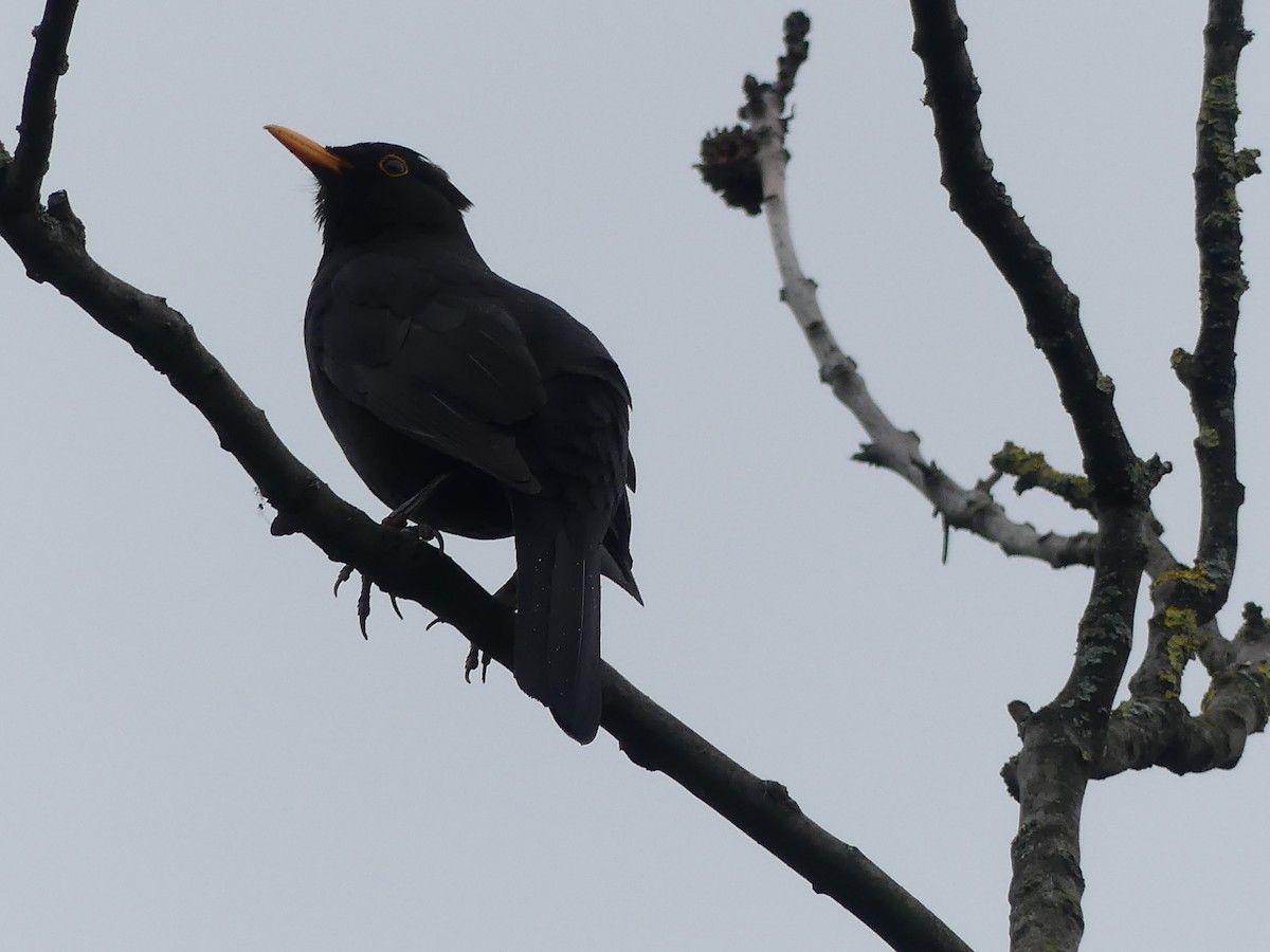 Eurasian Blackbird - ML646964655