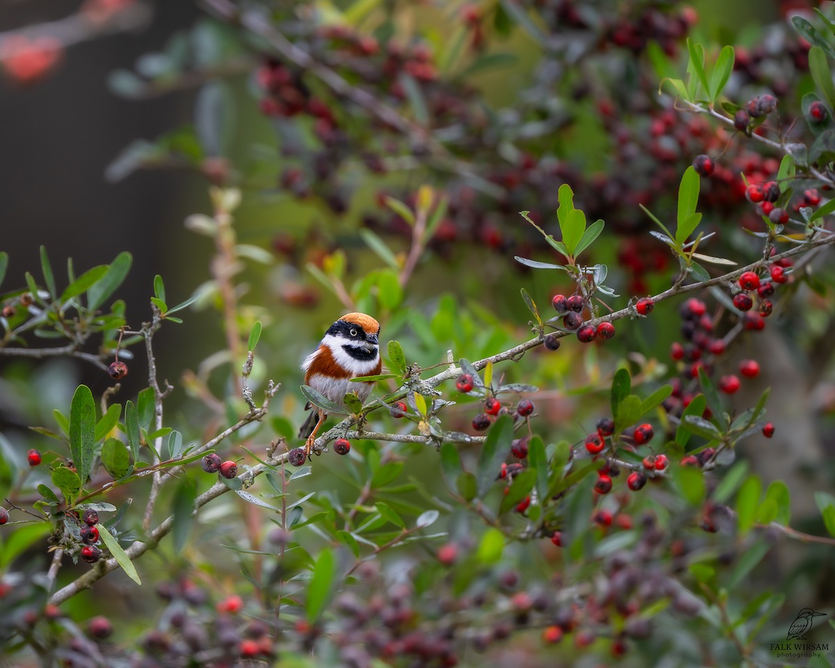 Black-throated Tit - ML646964656