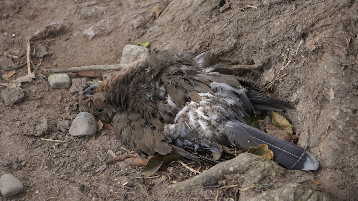 West Peruvian Dove - ML646964657