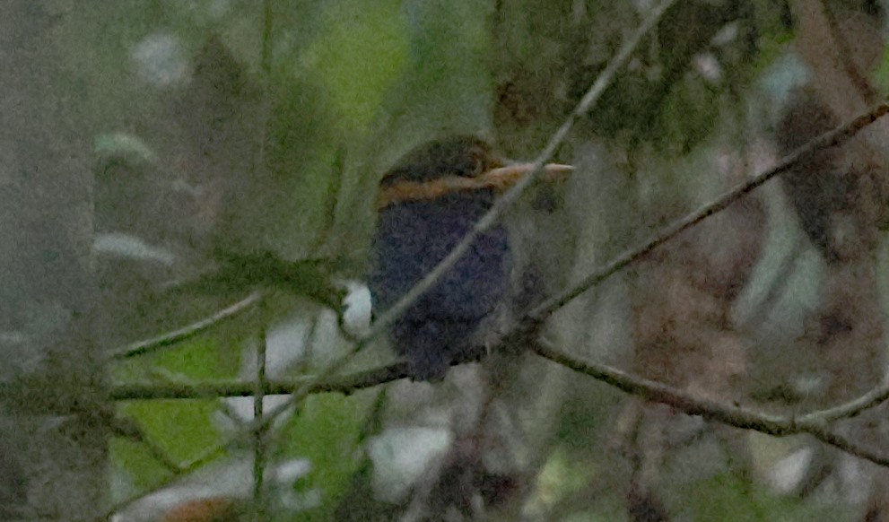 Rufous-collared Kingfisher - ML646964658