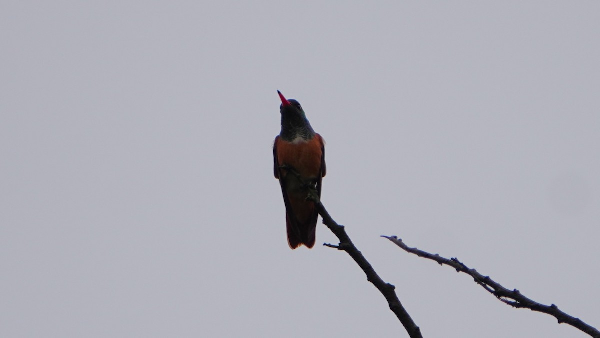 Amazilia Hummingbird - ML646964659