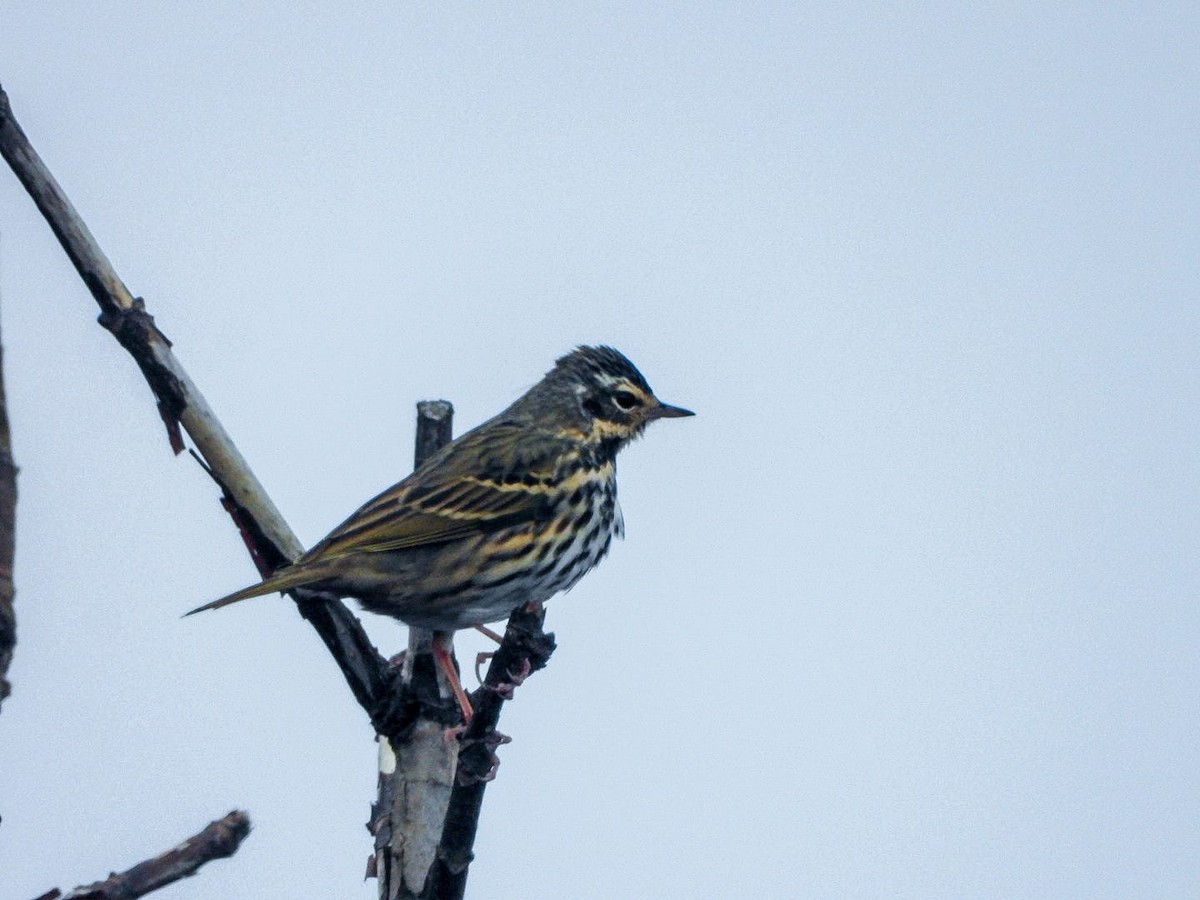 sibirpiplerke - ML646964660