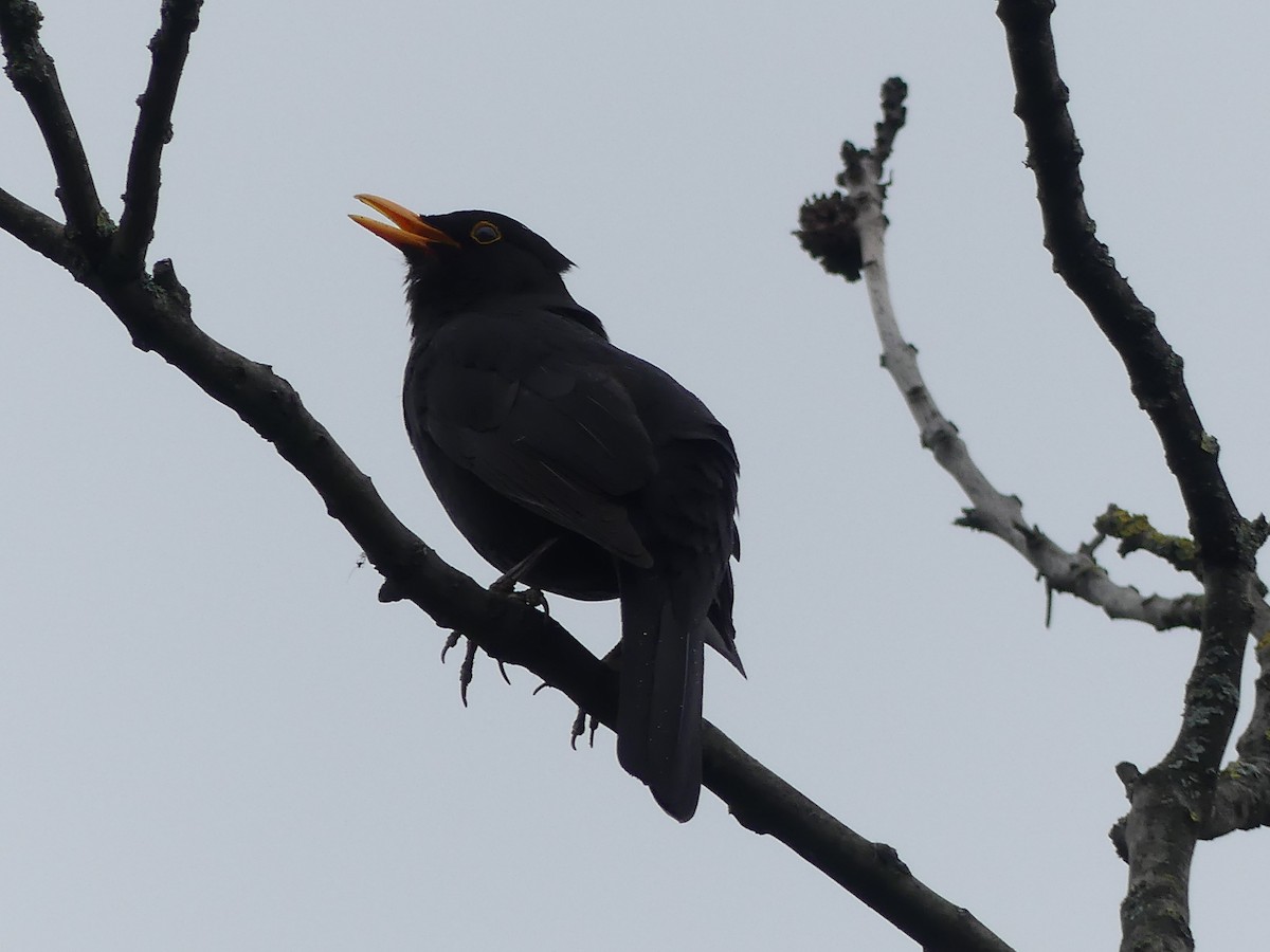 Eurasian Blackbird - ML646964661