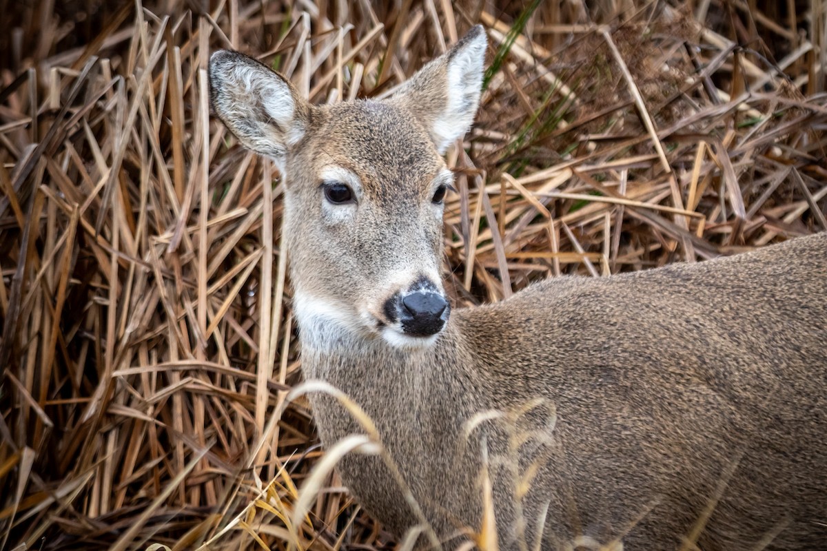 Animals - ML646964662