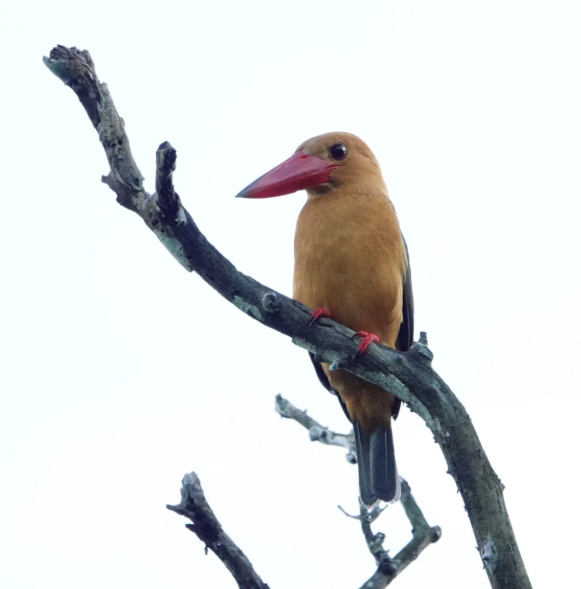Brown-winged Kingfisher - ML646964663
