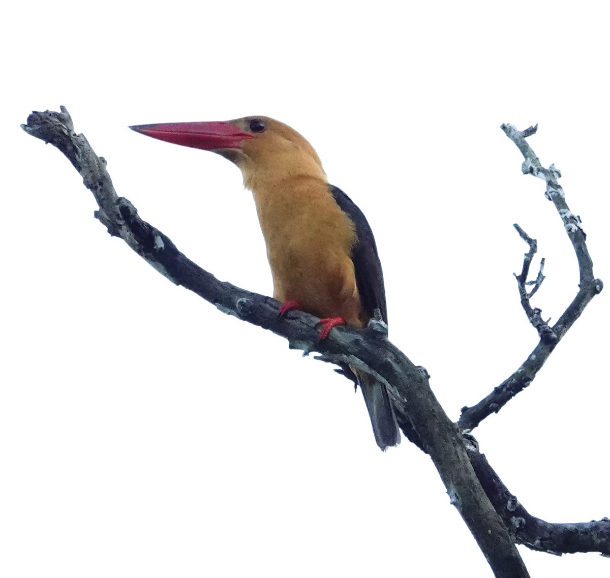 Brown-winged Kingfisher - ML646964664