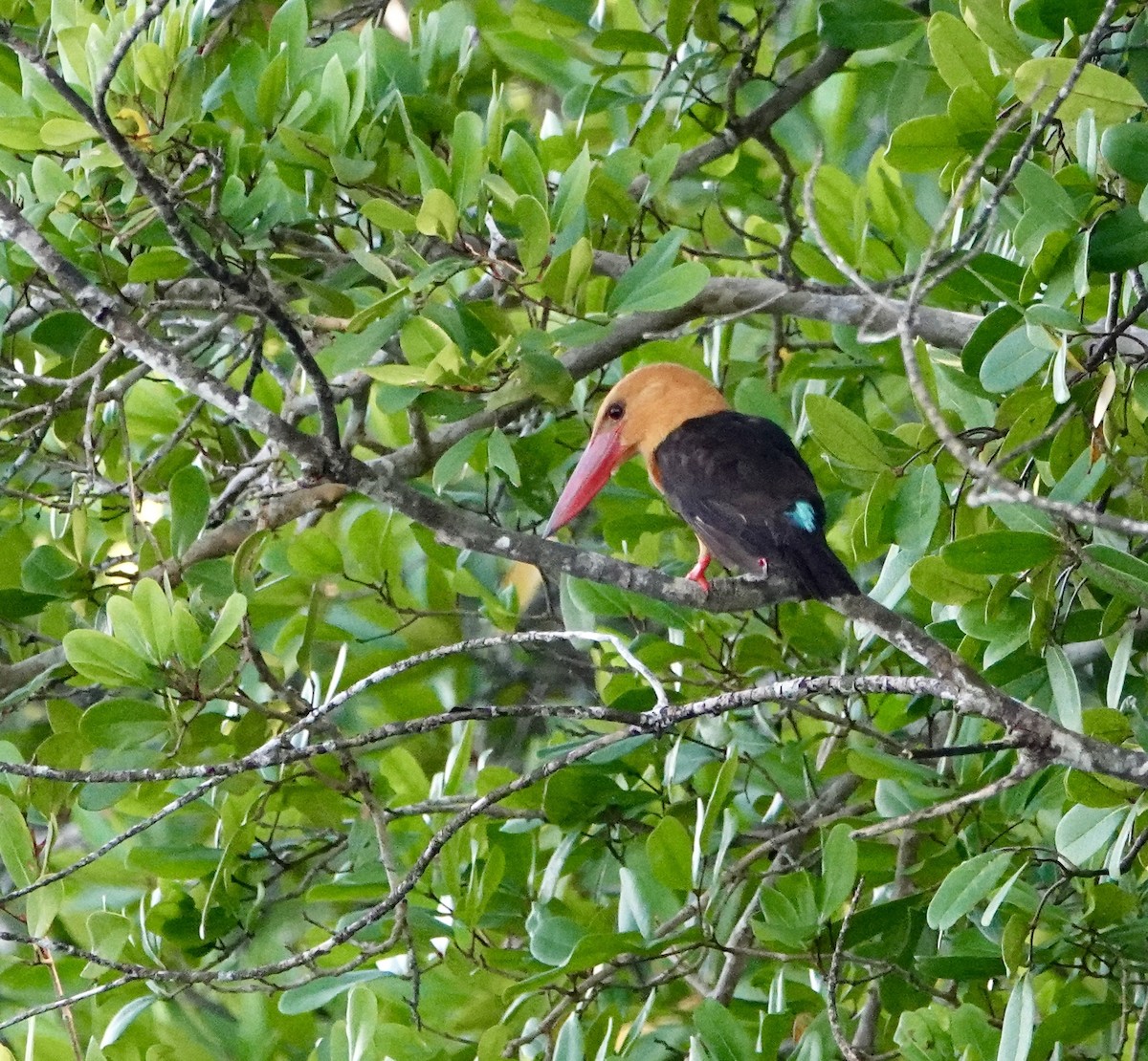 Brown-winged Kingfisher - ML646964665