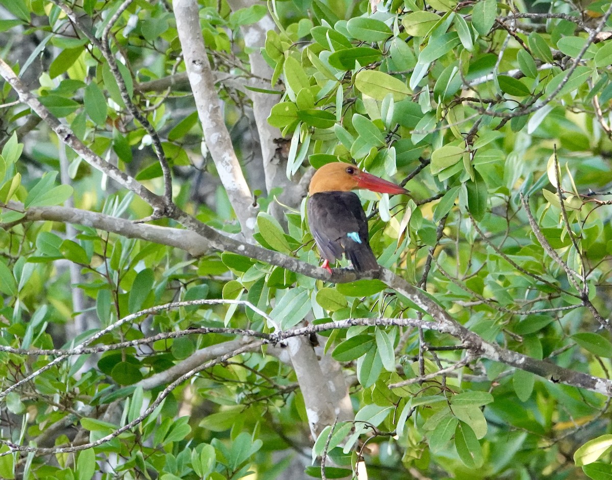 Brown-winged Kingfisher - ML646964666