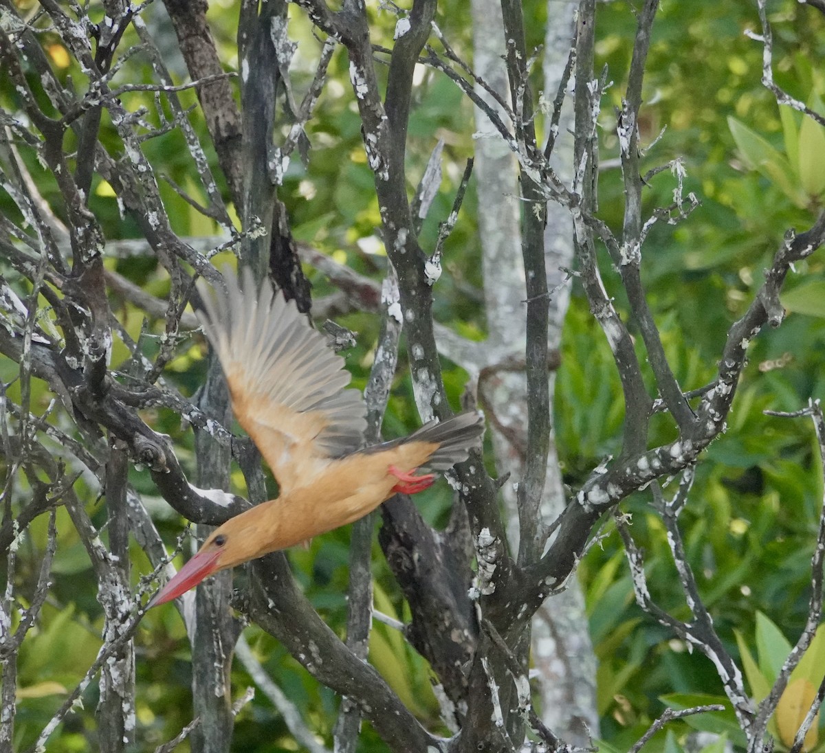 Brown-winged Kingfisher - ML646964667