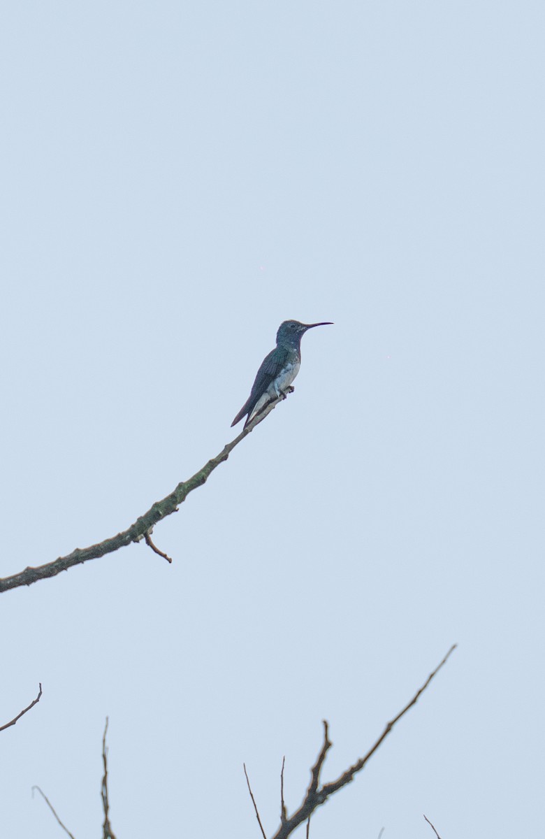 White-necked Jacobin - ML646964668