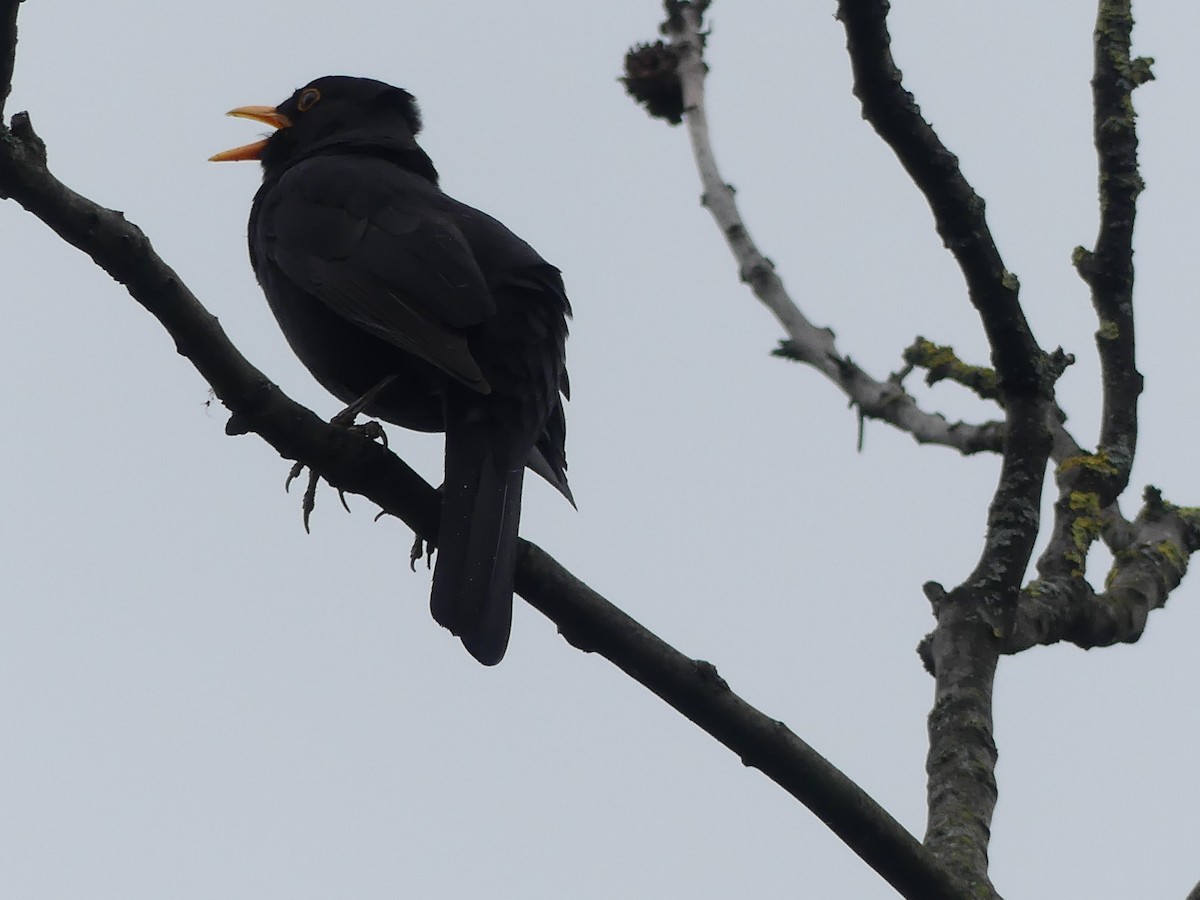 Eurasian Blackbird - ML646964670