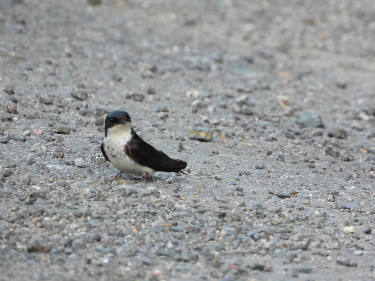 Blue-and-white Swallow - ML646964675