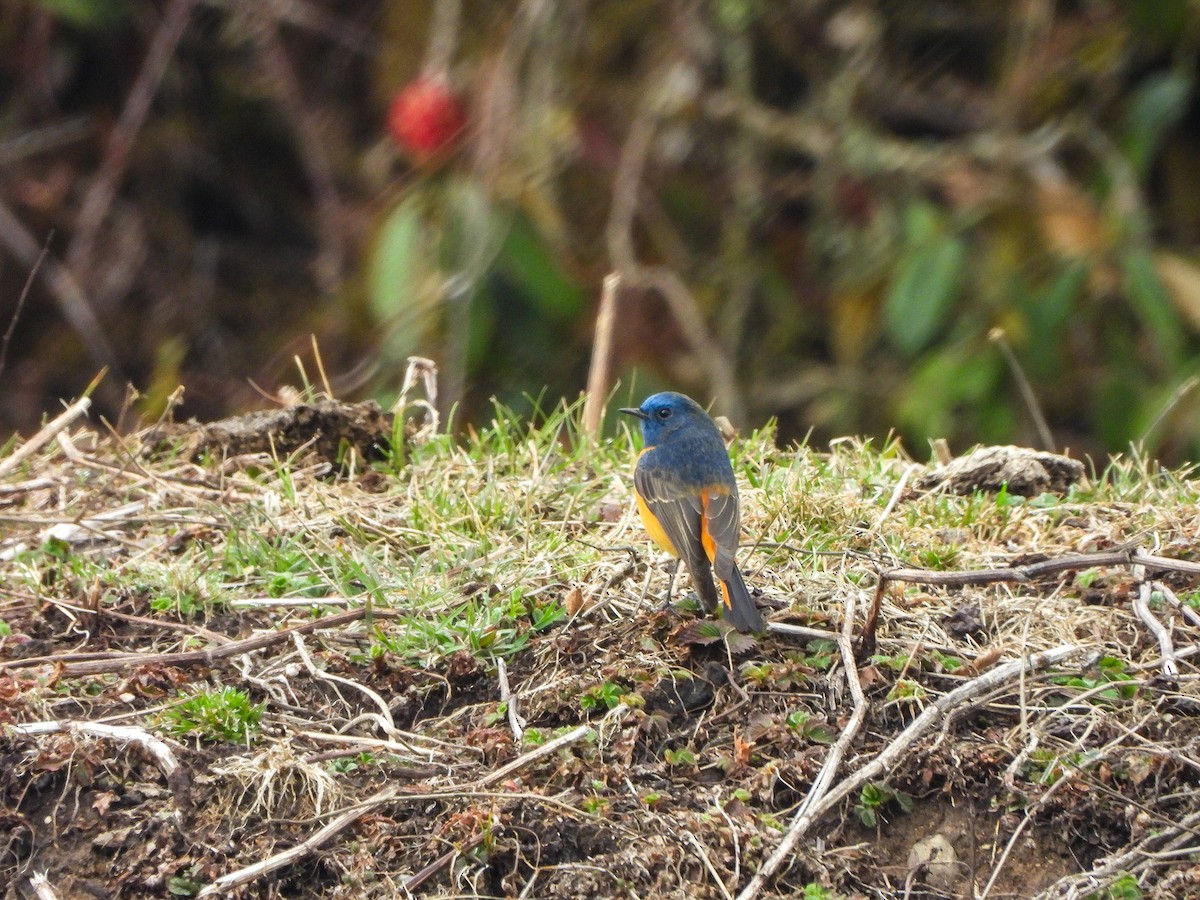 blåhoderødstjert - ML646964676