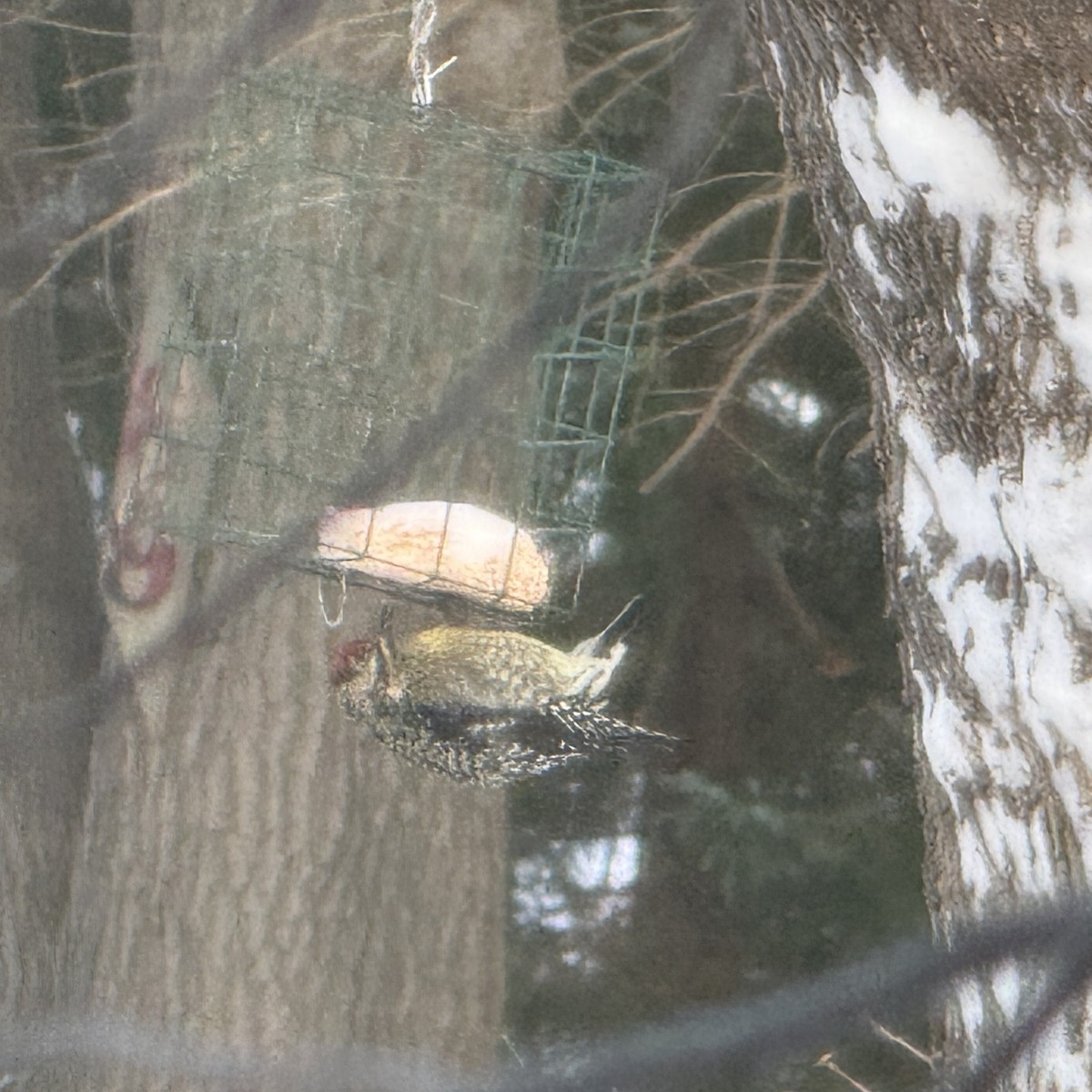Yellow-bellied Sapsucker - ML646964682