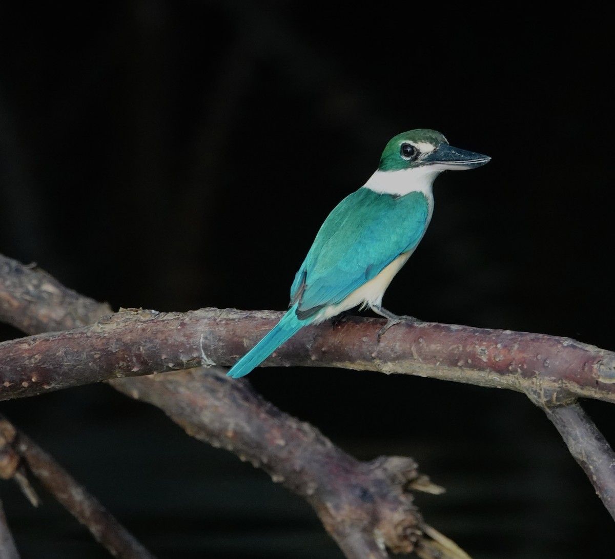 Collared Kingfisher - ML646964687