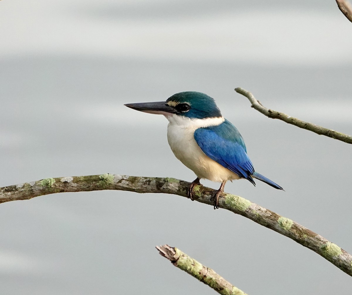 Collared Kingfisher - ML646964688