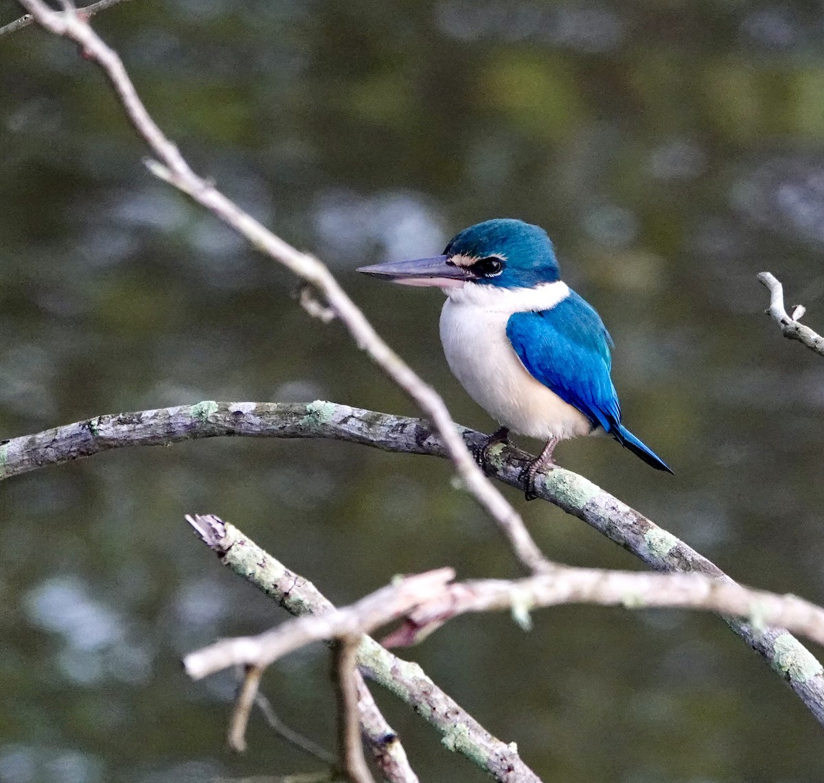 Collared Kingfisher - ML646964689
