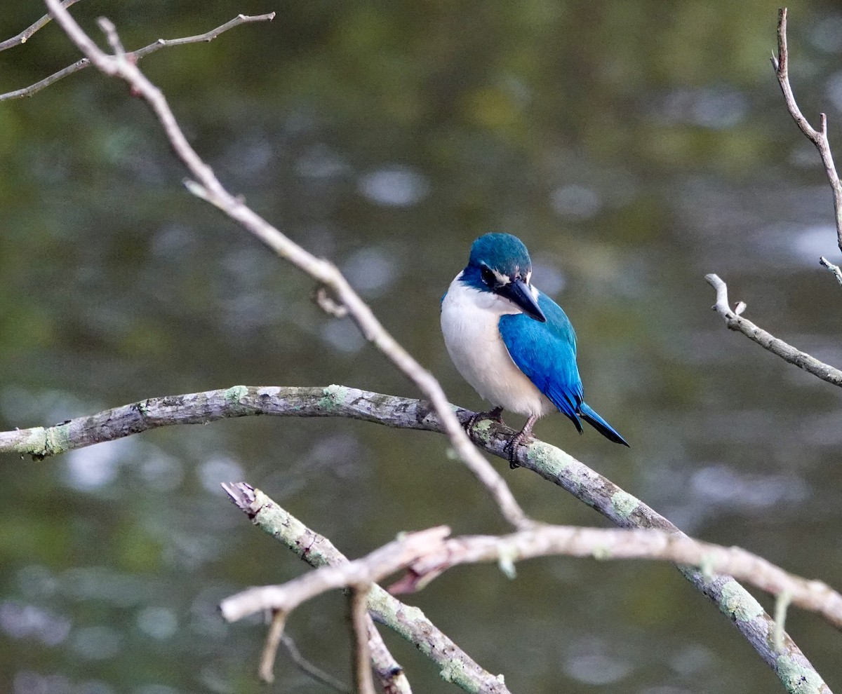 Collared Kingfisher - ML646964690