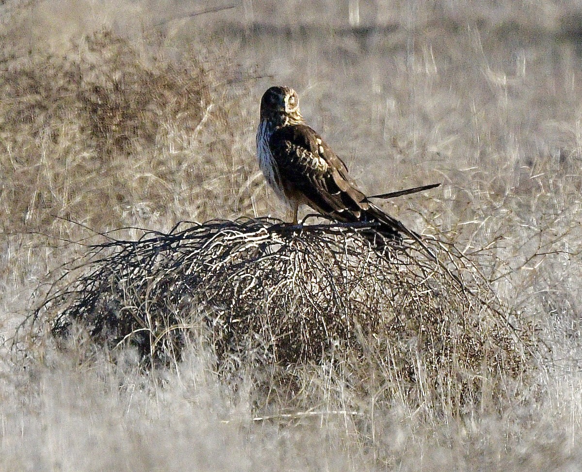 זרון אמריקני - ML646964702