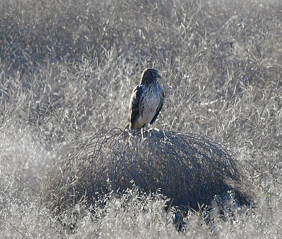 זרון אמריקני - ML646964705