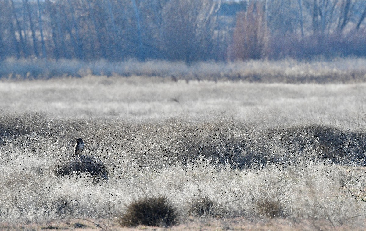 זרון אמריקני - ML646964706