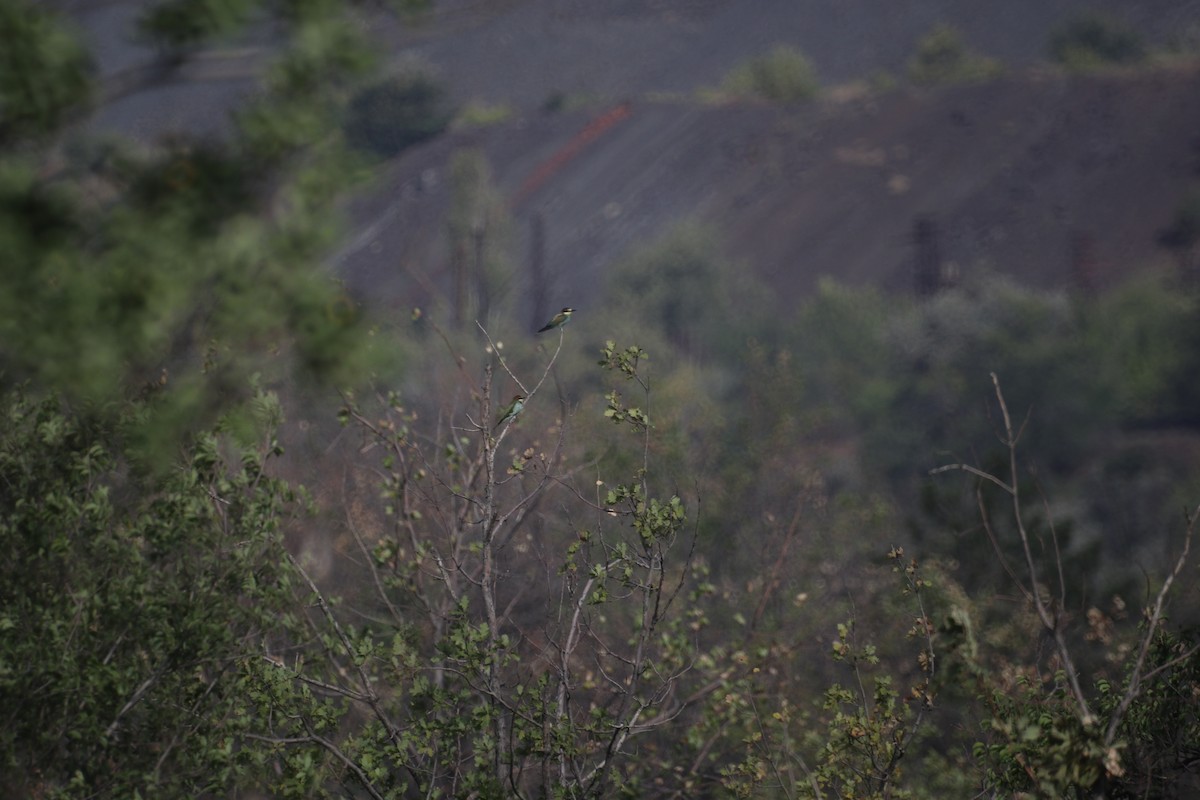 European Bee-eater - ML646964707