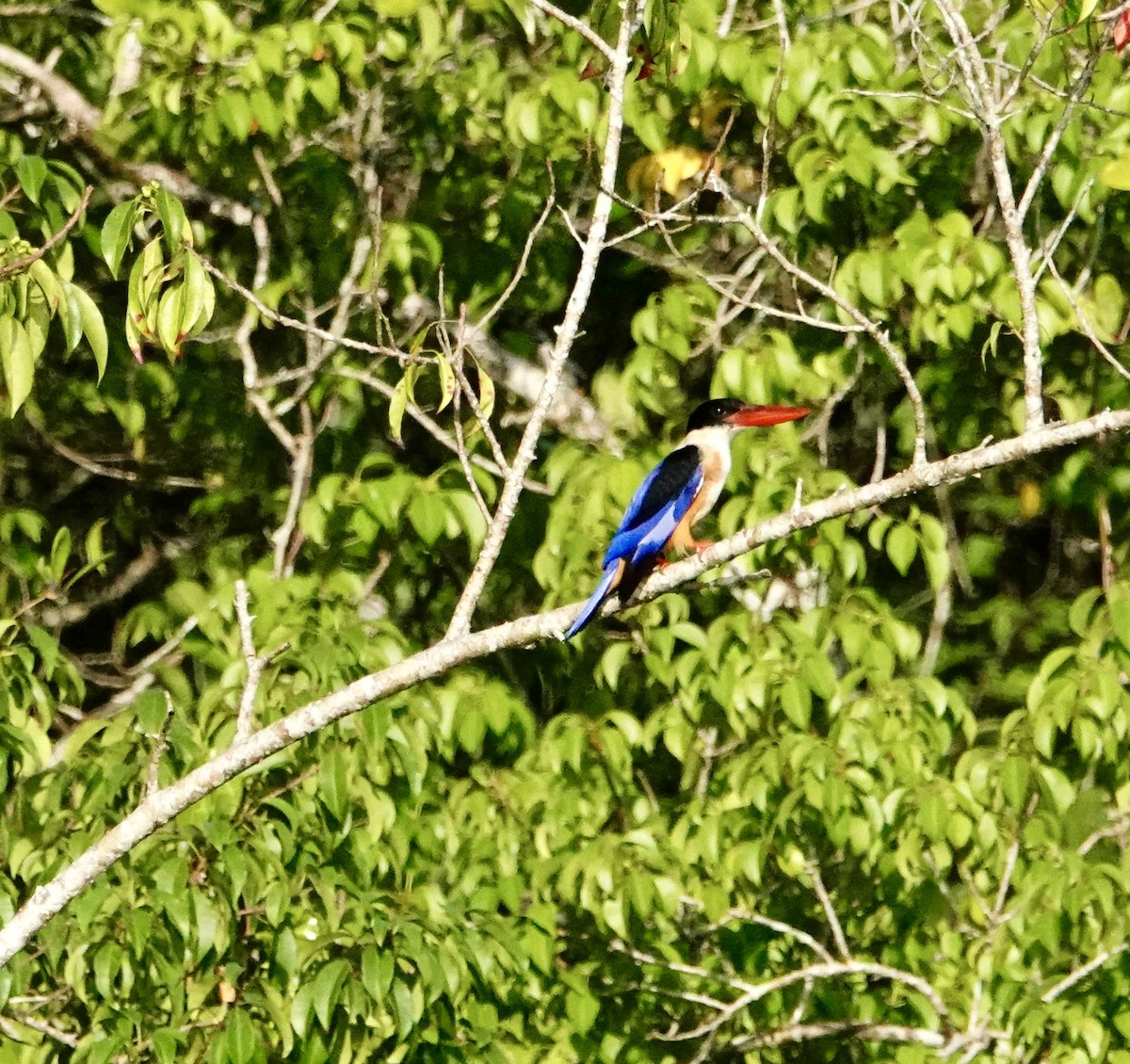 Black-capped Kingfisher - ML646964708