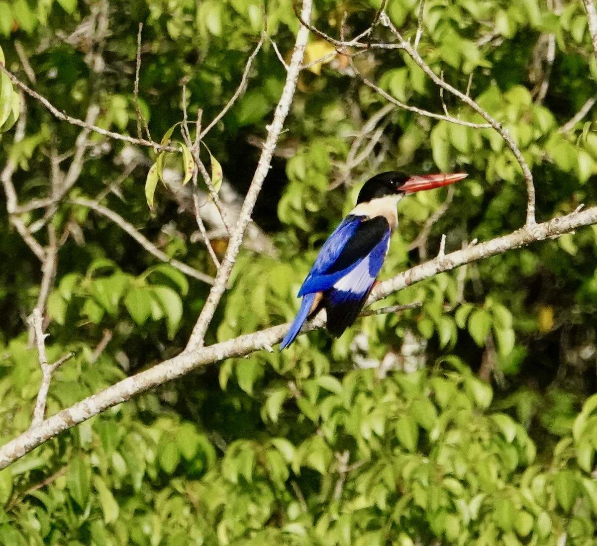 Black-capped Kingfisher - ML646964709