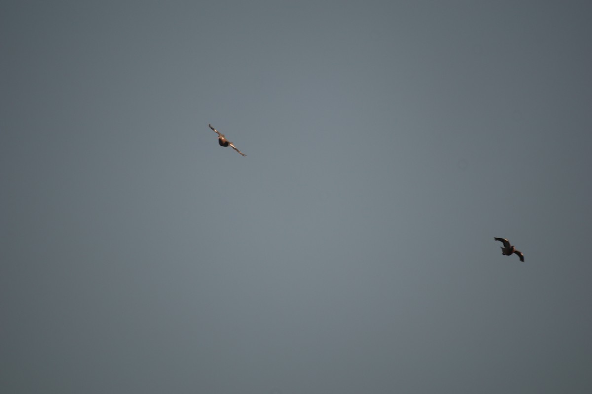 Common Wood-Pigeon - ML646964711