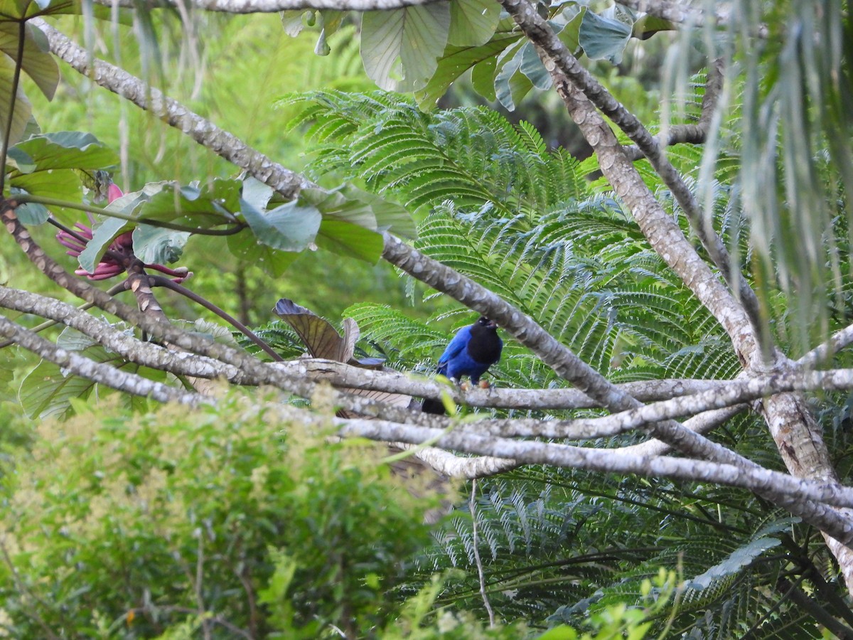 Geai azuré - ML646964714