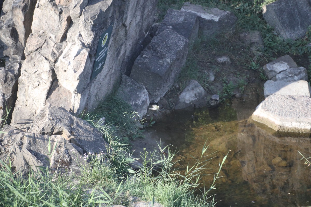 Great Tit - ML646964715