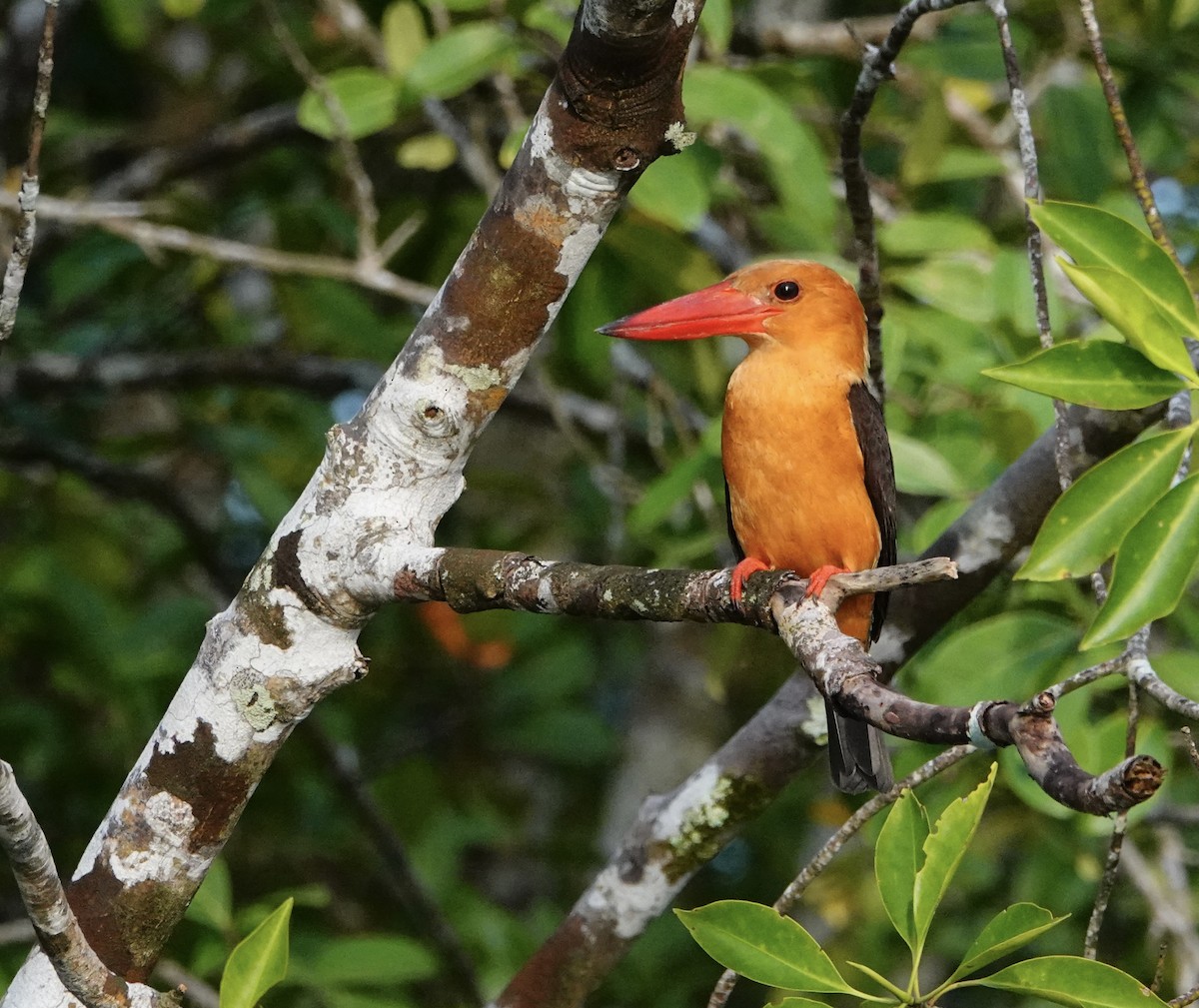 Brown-winged Kingfisher - ML646964716