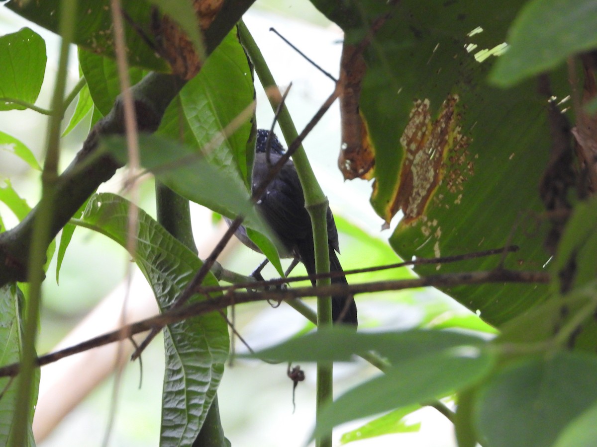 シロボシクロアリモズ - ML646964717