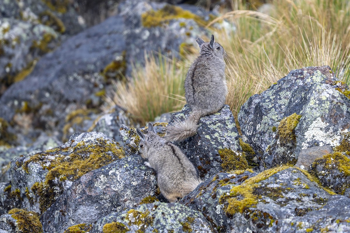 Mountain Viscacha - ML646964719