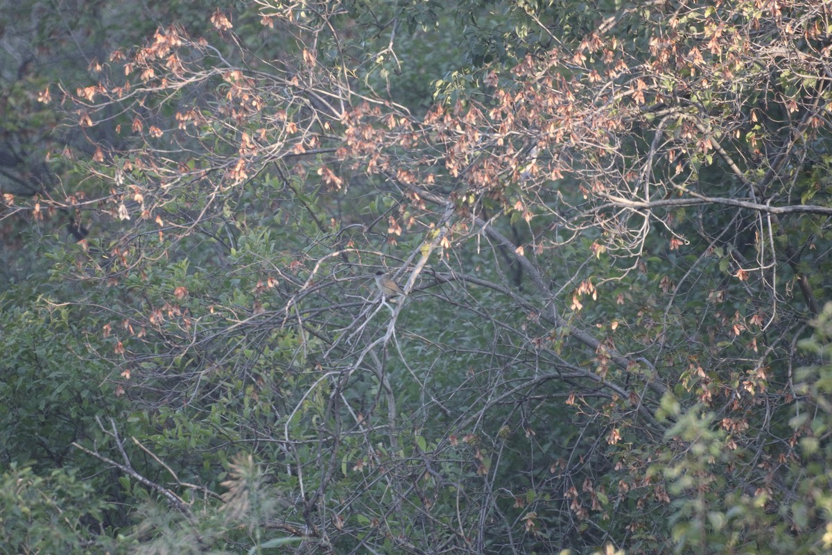 Eurasian Blackcap - ML646964720